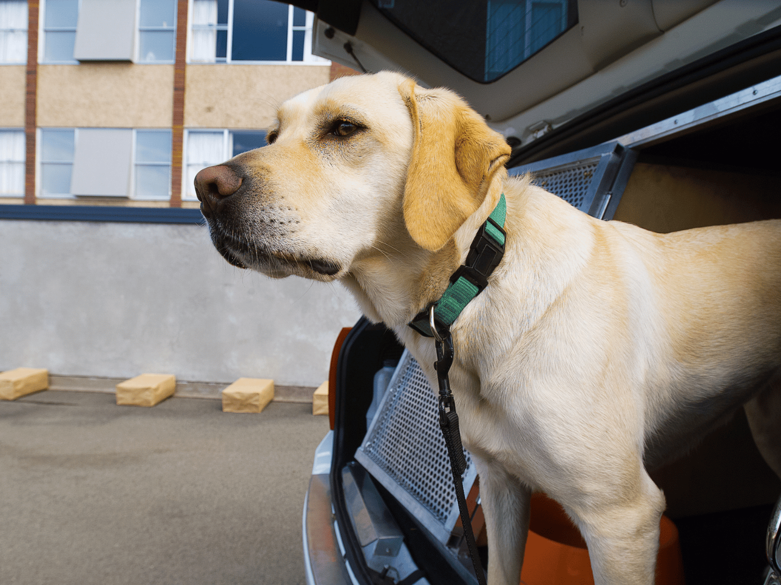 Chien détecteur de punaises de lit