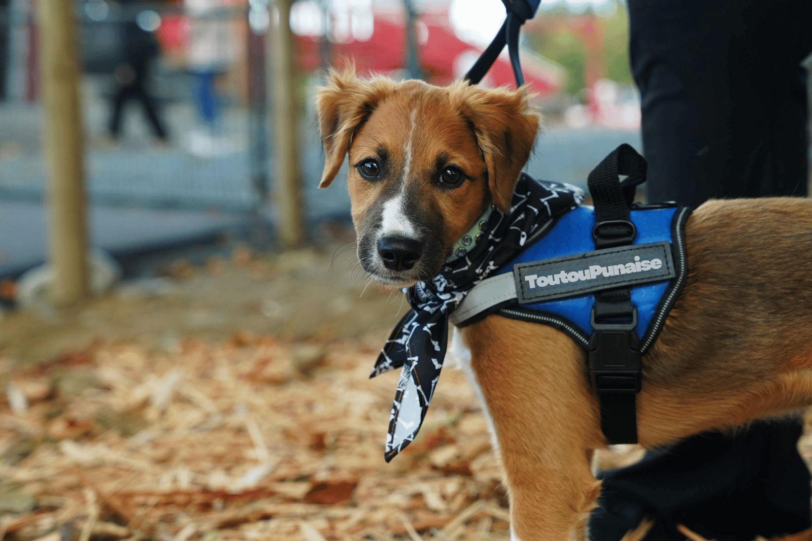 Maître-chien en action