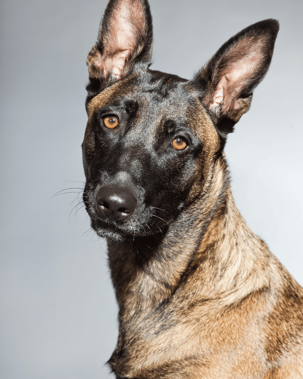 Luna, chien détecteur de punaises de lit